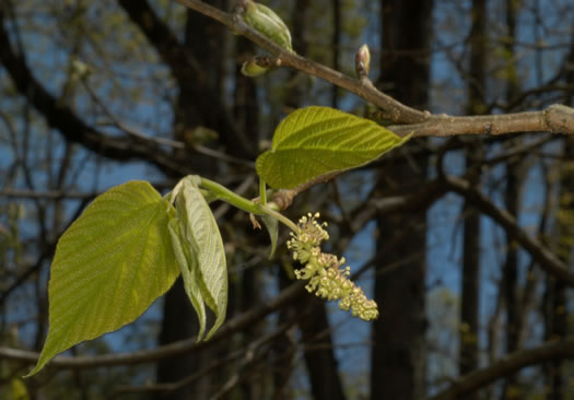 image of Morus rubra, Red Mulberry