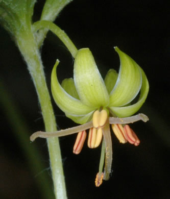 Indian Cucumber-root