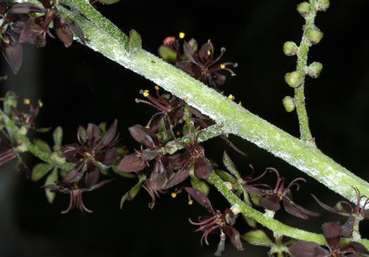 image of Melanthium woodii, Ozark Bunchflower, Wood's False-hellebore