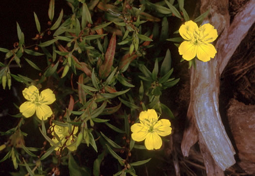 image of Oenothera riparia, Riverbank Evening Primrose, Riverbank Sundrops