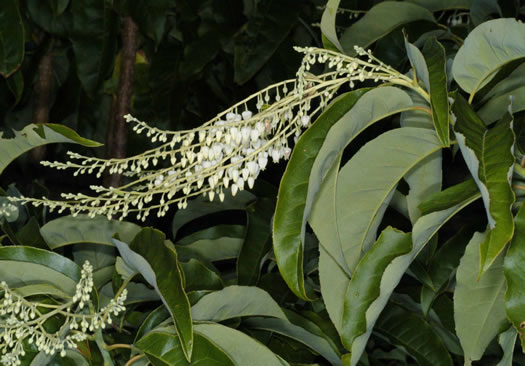 image of Oxydendrum arboreum, Sourwood, Sorrel-tree