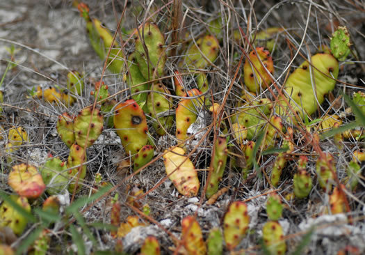 image of Opuntia drummondii, Dune Prickly-pear, Dune Devil-joint, Devils-joint Cactus, Little Prickly-pear