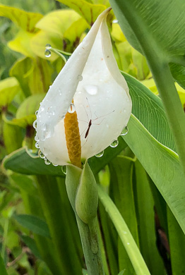 image of Peltandra sagittifolia, White Arrow-arum, White Arum, Spoonflower