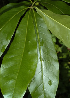 image of Quercus imbricaria, Shingle Oak