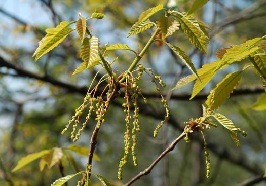 image of Quercus montana, Rock Chestnut Oak, Mountain Oak, Tanbark Oak