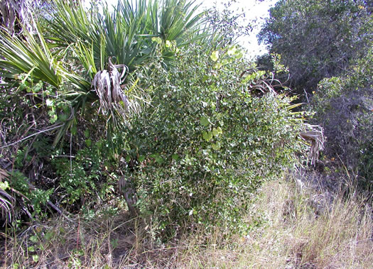 image of Quercus myrtifolia, Myrtle Oak