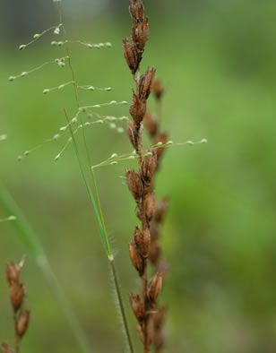 image of Schwalbea americana, American Chaffseed