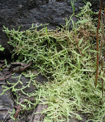 image of Selaginella apoda, Meadow Spikemoss