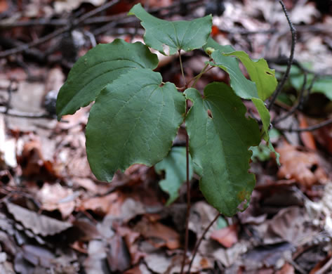 image of Smilax biltmoreana, Biltmore Carrionflower