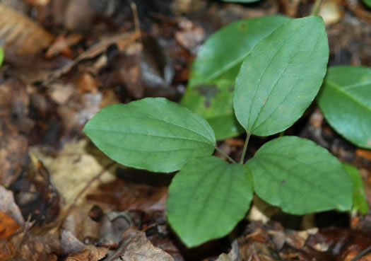 image of Smilax hugeri, Huger's Carrionflower