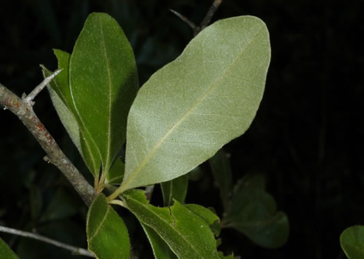 image of Sideroxylon lanuginosum ssp. lanuginosum, Eastern Gum Bumelia, Eastern Gum Bully