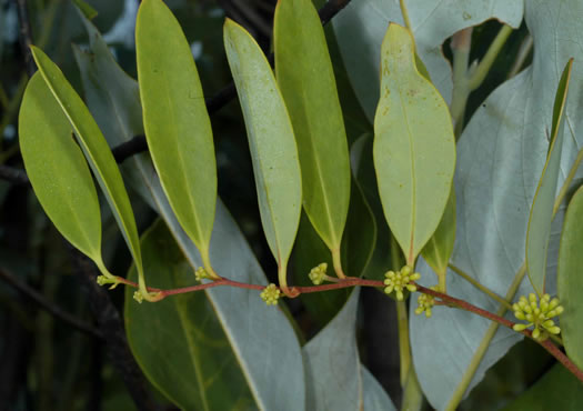 image of Smilax laurifolia, Bamboo-vine, Blaspheme-vine, Wild Bamboo, Laurel-leaf Greenbriar