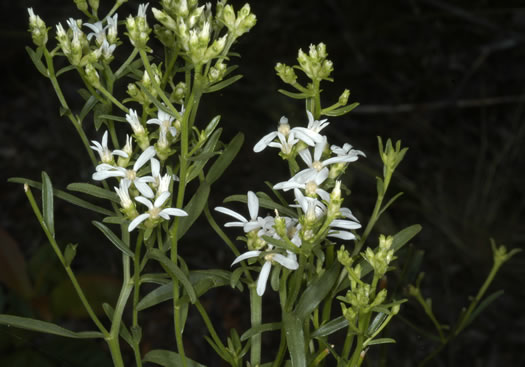 image of Sericocarpus linifolius, Narrowleaf Whitetop Aster, Slender Whitetop Aster