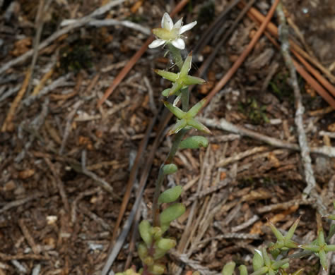 image of Sedum pusillum, Puck's Orpine, Granite Stonecrop