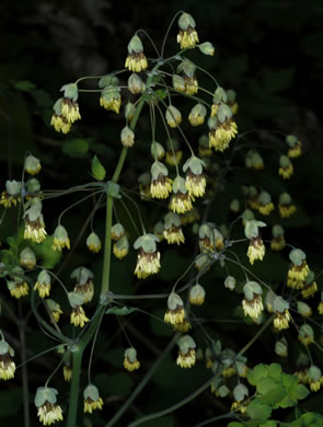 image of Thalictrum dioicum, Early Meadowrue