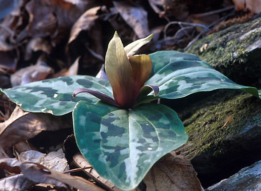 image of Trillium reliquum, Relict Trillium