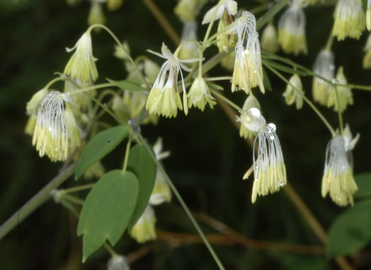 image of Thalictrum amphibolum, Skunk Meadowrue, Waxy Meadowrue