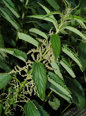 image of Urtica dioica ssp. dioica, European Stinging Nettle, Great Nettle