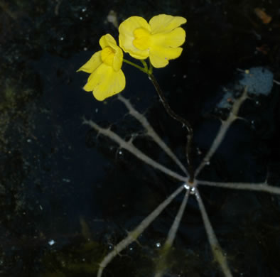 Swollen Bladderwort