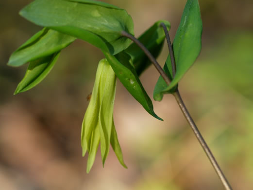 image of Uvularia perfoliata, Perfoliate Bellwort