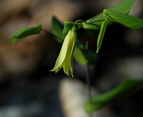 image of Uvularia perfoliata, Perfoliate Bellwort