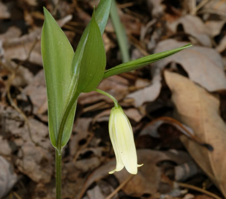 image of Uvularia puberula, Mountain Bellwort, Appalachian Bellwort, Carolina Bellwort, Coastal Bellwort