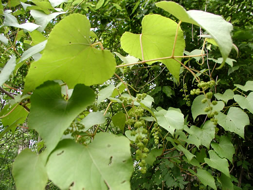 image of Vitis aestivalis var. aestivalis, Summer Grape