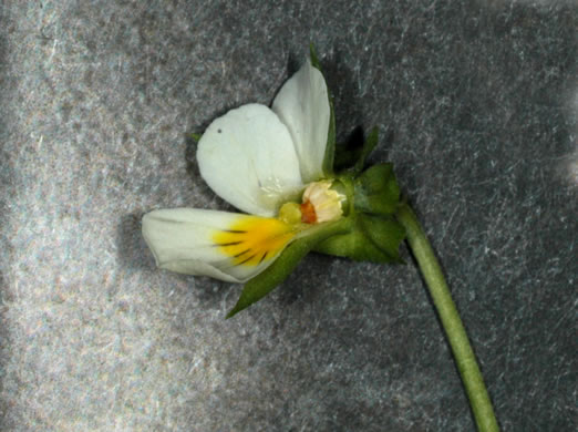 image of Viola arvensis, European Field Pansy