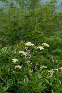 image of Viburnum cassinoides, Northern Wild Raisin, Witherod, Shonny Haw, Shawnee Haw