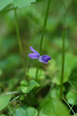 image of Viola labradorica, American Dog Violet