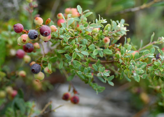 image of Vaccinium darrowii, Darrow's Blueberry