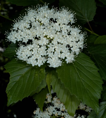 image of Viburnum dentatum, Southern Arrowwood