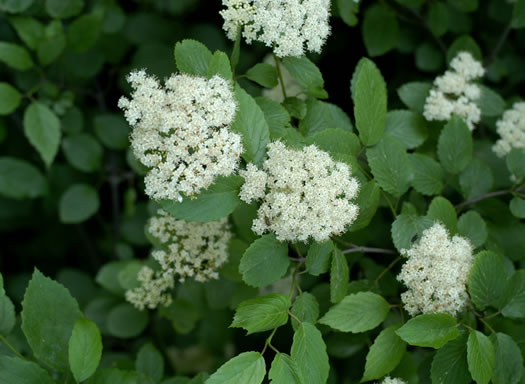 image of Viburnum dentatum, Southern Arrowwood