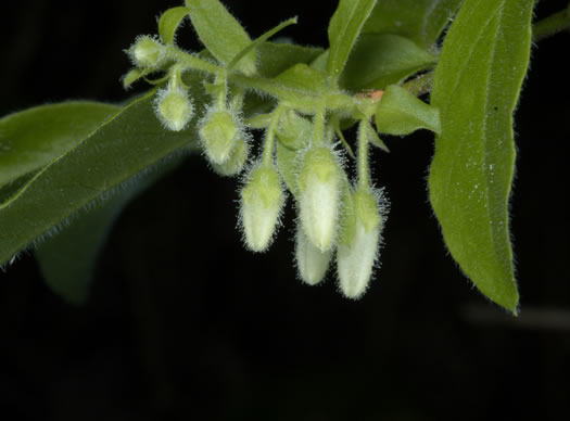 image of Vaccinium hirsutum, Woollyberry, Hairy Blueberry, Low-lowbush Blueberry