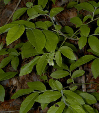 image of Vaccinium hirsutum, Woollyberry, Hairy Blueberry, Low-lowbush Blueberry