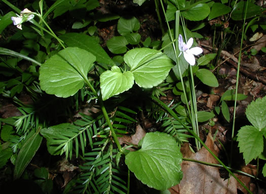 image of Viola labradorica, American Dog Violet