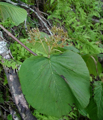 image of Viburnum lantanoides, Witch Hobble, Moosewood, Hobblebush, Tangle-legs