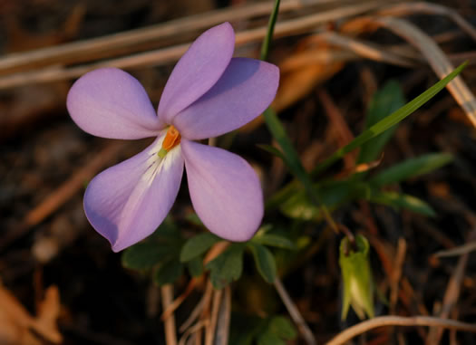 image of Viola pedata var. pedata, Common Birdsfoot Violet