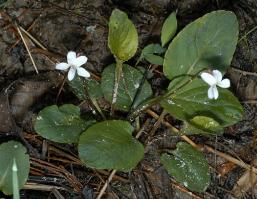 image of Viola primulifolia, Primrose-leaf Violet