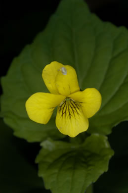 image of Viola pubescens, Downy Yellow Violet, Hairy Yellow Forest Violet