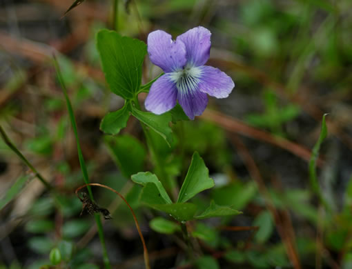 image of Viola septemloba, Southern Coastal Violet, Cleft-leaved Violet