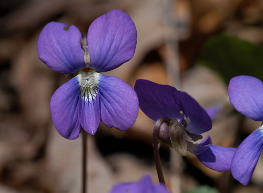 image of Viola sororia var. sororia, Dooryard Violet, Confederate Violet, Common Blue Violet