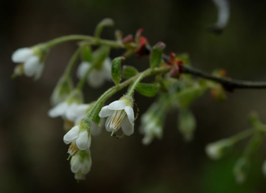 image of Vaccinium stamineum var. sericeum, Southern Deerberry