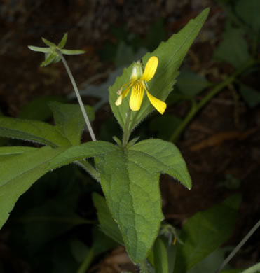 image of Viola tripartita, Threepart Violet, Three-parted Yellow Violet