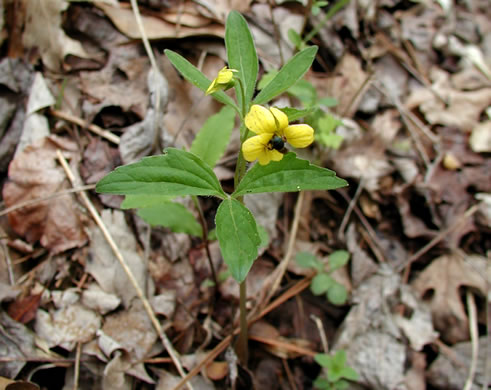 image of Viola tripartita, Threepart Violet, Three-parted Yellow Violet