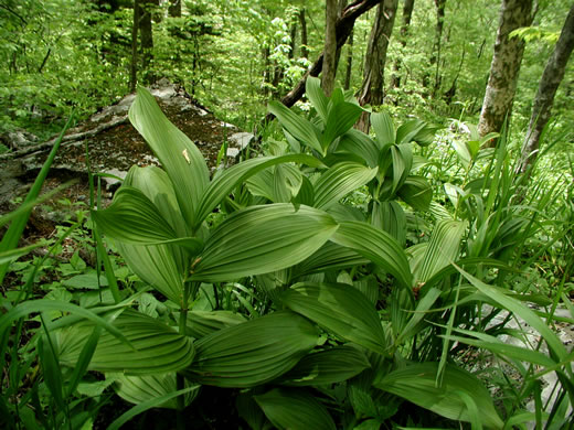 image of Veratrum viride, White-hellebore, Indian Poke, Green Hellebore, Cornhusk Lily