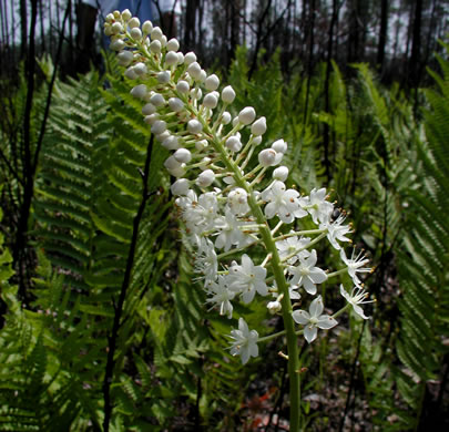 image of Stenanthium densum, Crow-poison, Savanna Camass, Osceola-plume