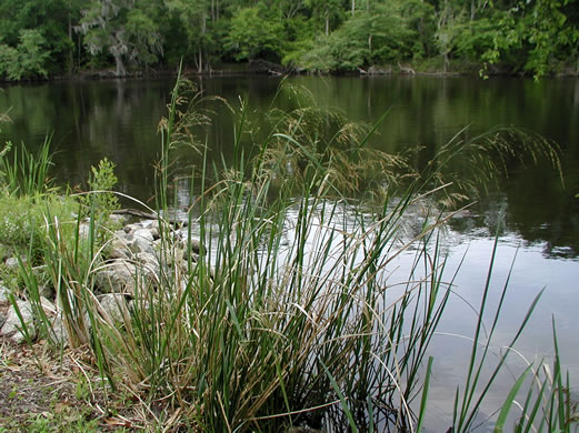 image of Zizaniopsis miliacea, Southern Wild-rice, Water-millet, Giant Cutgrass