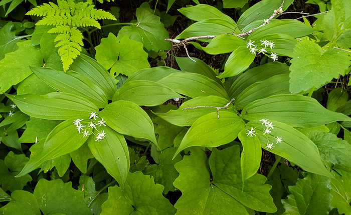 image of Maianthemum stellatum, Starry Solomon's Plume, Starflower, Starry Solomon's Seal