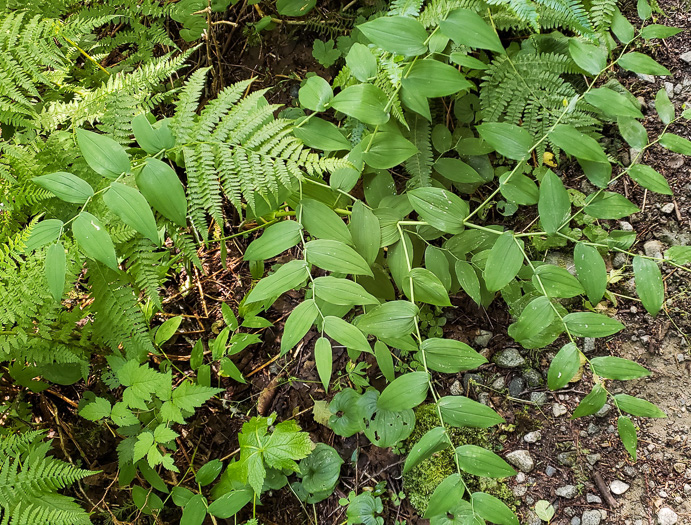 image of Streptopus amplexifolius var. amplexifolius, Clasping Twisted-stalk, White Mandarin, Pagoda-bells